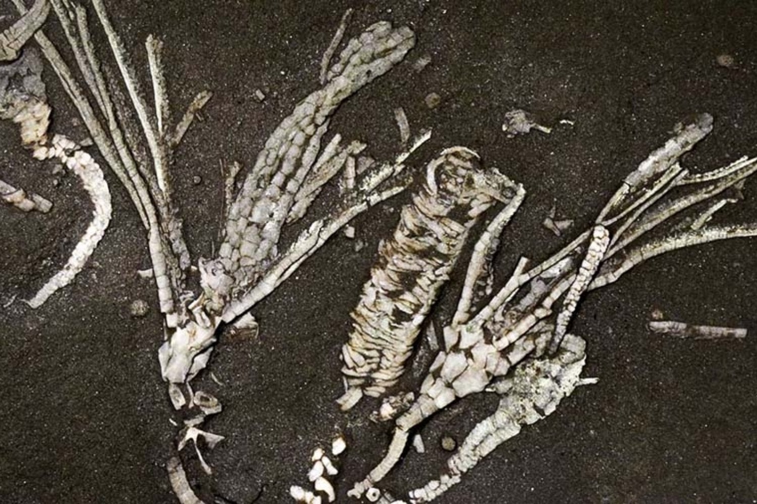 Un fósil de 452 millones de años conservó algo que casi nunca sobrevive al tiempo. Sus tejidos blandos revelan cómo se alimentaba una criatura marina anterior a los dinosaurios