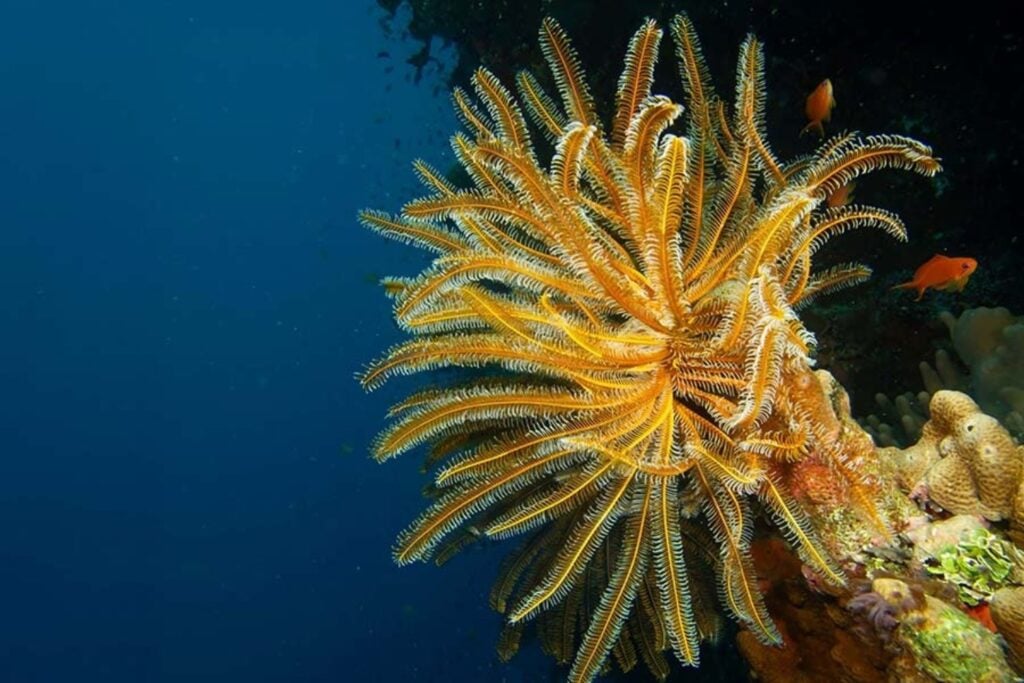 Un fósil de 452 millones de años conservó algo que casi nunca sobrevive al tiempo. Sus tejidos blandos revelan cómo se alimentaba una criatura marina anterior a los dinosaurios