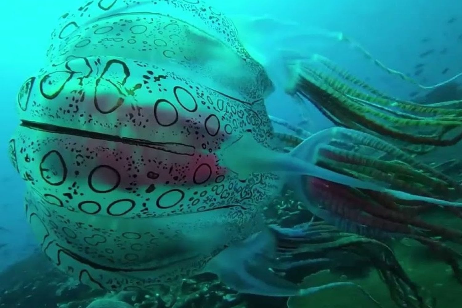 Un buzo grabó una medusa cubierta de anillos que la ciencia solo había visto una vez en toda la historia. Al analizar el vídeo, los expertos descubrieron que quizá ni siquiera era la criatura que llevaban décadas buscando