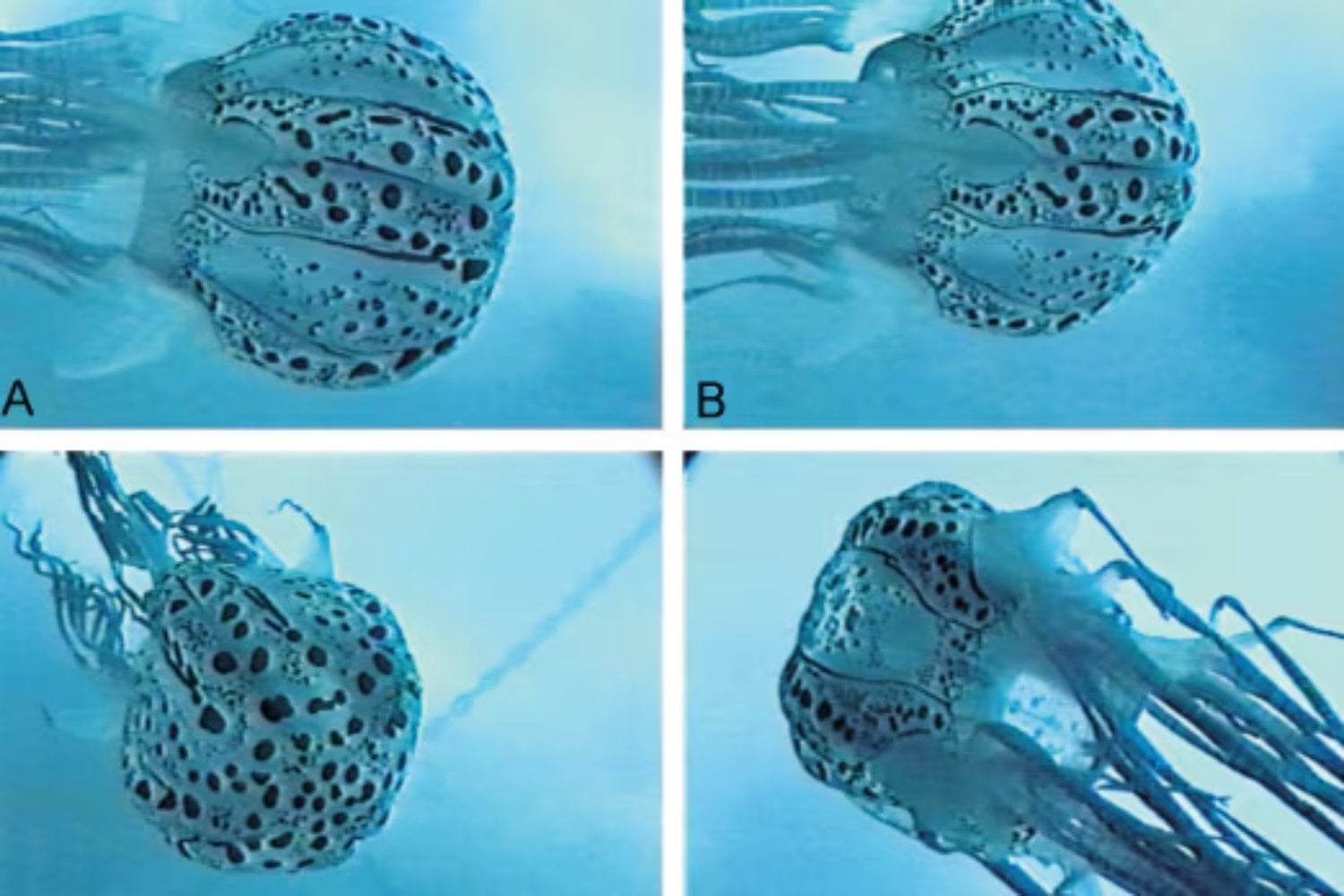 Un buzo grabó una medusa cubierta de anillos que la ciencia solo había visto una vez en toda la historia. Al analizar el vídeo, los expertos descubrieron que quizá ni siquiera era la criatura que llevaban décadas buscando