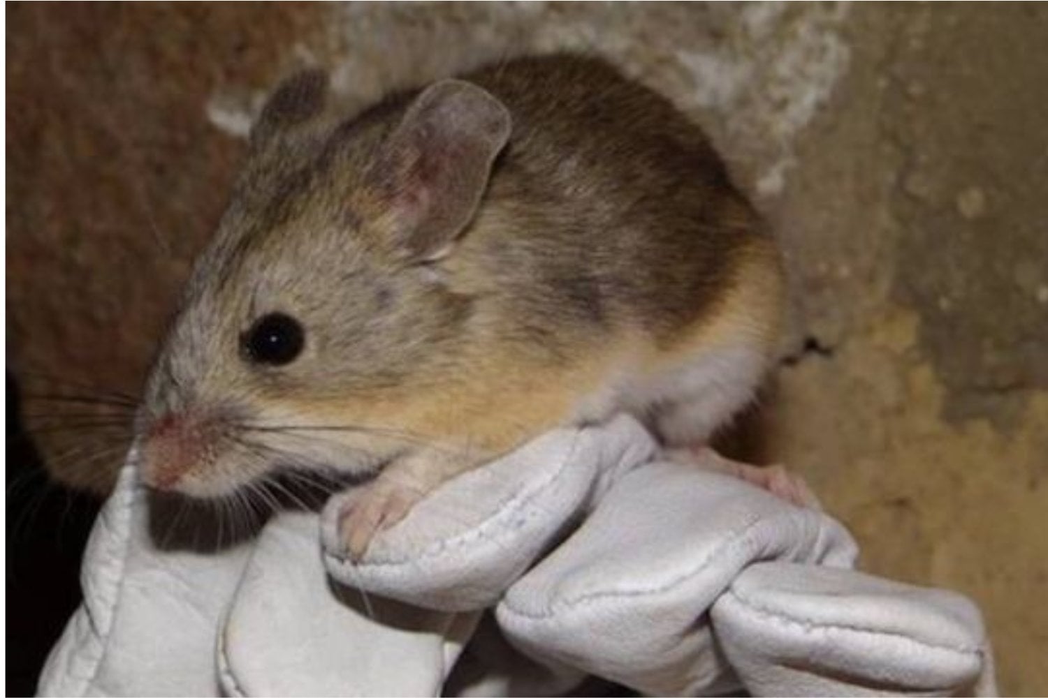 Durante 25.000 años, alguien llevó plantas enteras al interior de una cueva australiana y las quemó una y otra vez. Los restos microscópicos de ceniza acaban de revelar que aquel lugar no era un refugio cualquiera