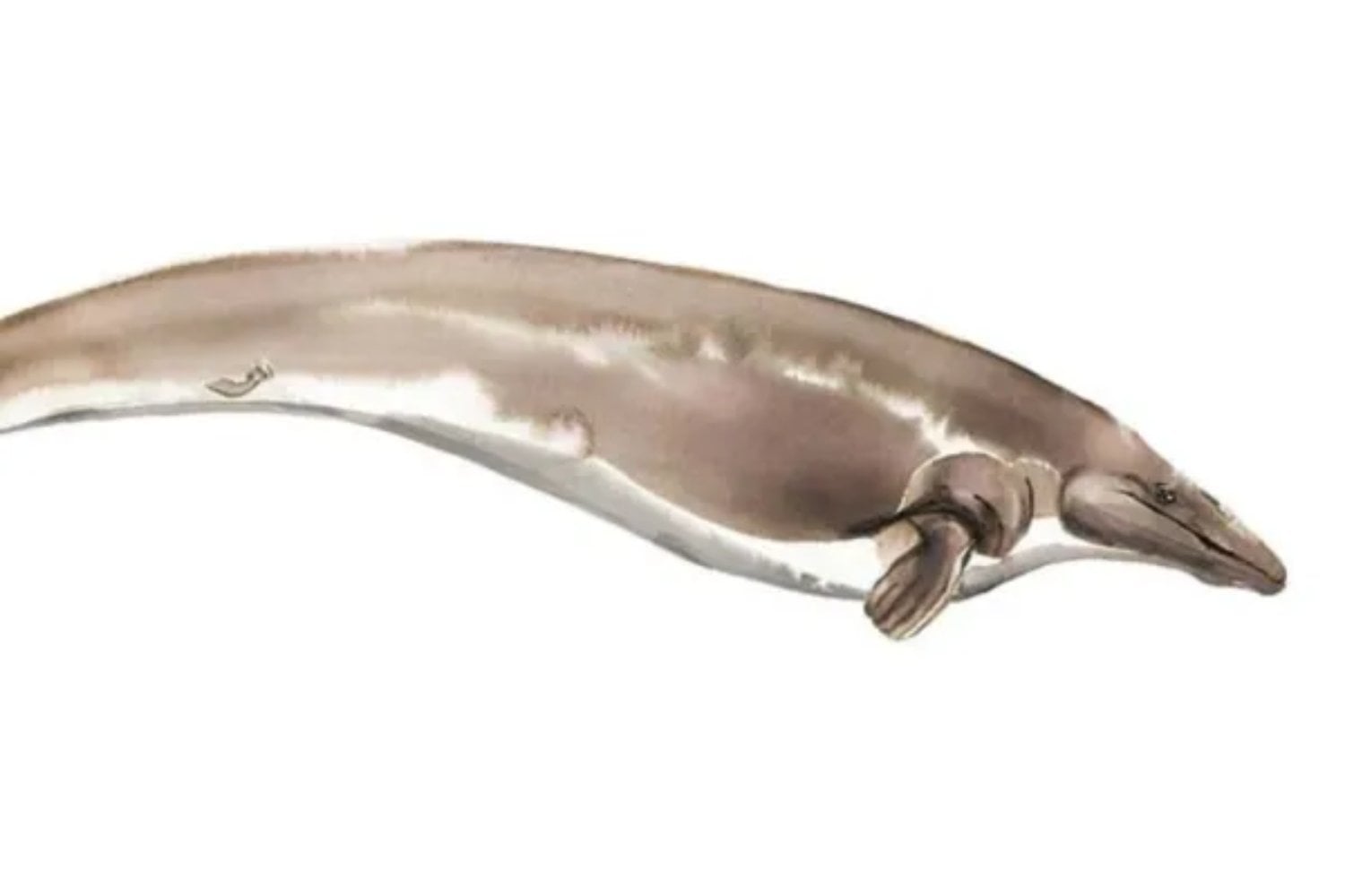 Antes de dominar los océanos, las ballenas caminaron sobre cuatro patas. El viaje evolutivo de un mamífero terrestre al gigante marino fue mucho más rápido de lo que parece