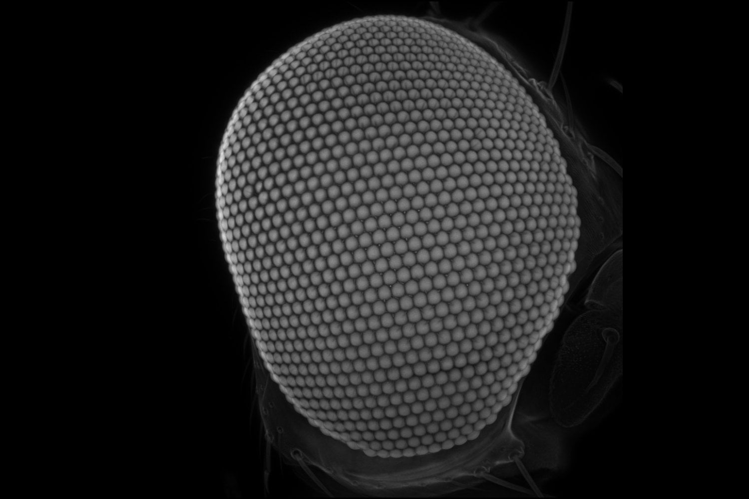 Dos moscas separadas por 90 millones de años todavía construyen sus ojos compuestos con el mismo núcleo de 106 genes. La evolución cambió gran parte del circuito que los regula sin alterar el resultado final