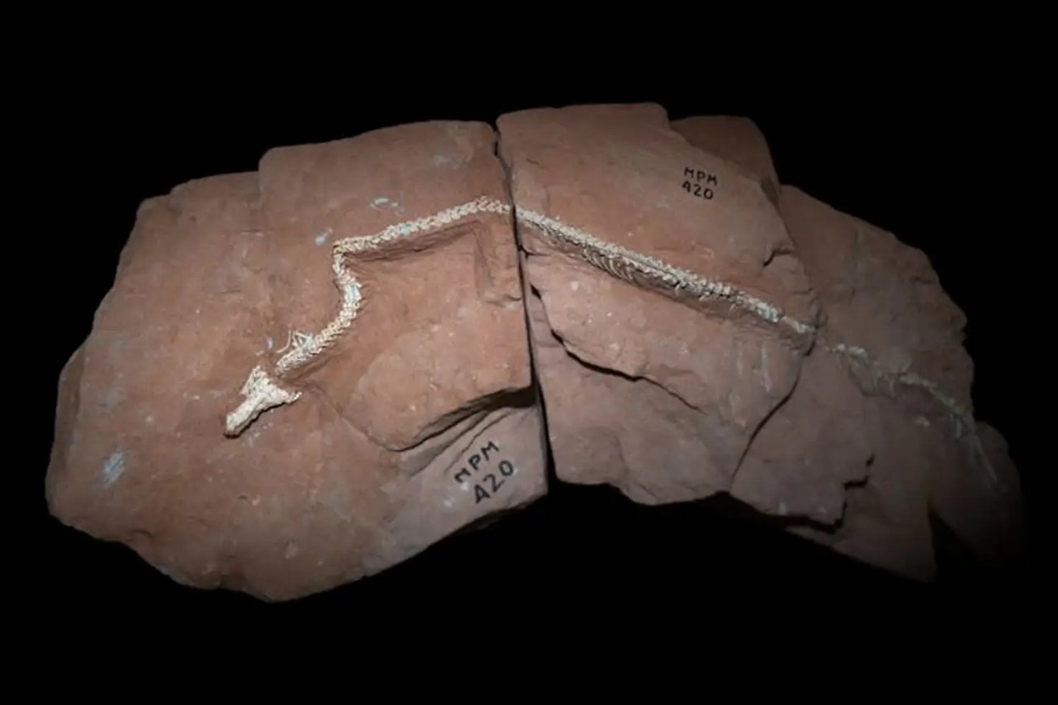 Una serpiente de hace 80 millones de años apareció en Brasil con un cerebro hecho para vivir bajo tierra. Su fósil revela que la pérdida de las patas fue mucho más extraña de lo que creíamos