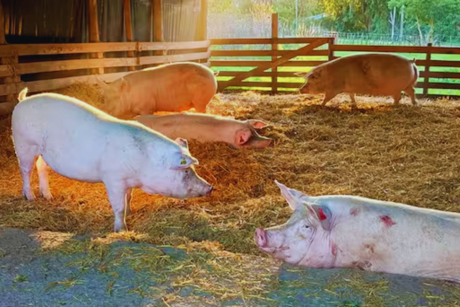 La próxima frontera de los trasplantes podría haber nacido en forma de lechón. Científicos crearon un cerdo con tres genes desactivados para hacerlo más compatible con humanos