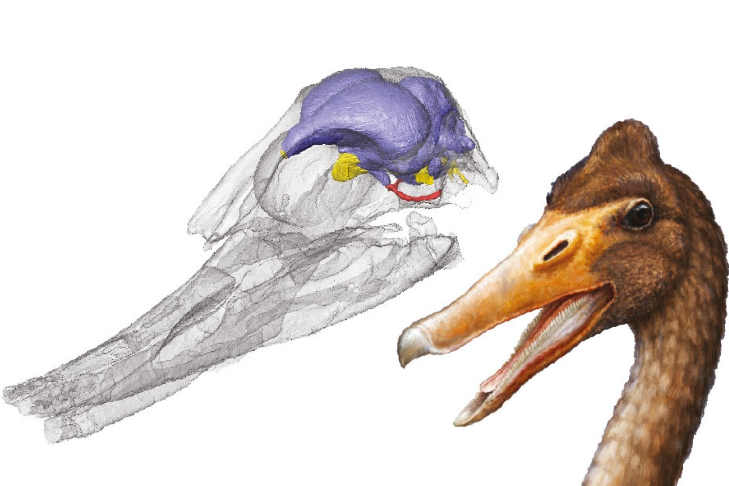 Científicos latinoaméricanos reconstruyeron el cerebro de una de las primeras aves acuáticas. Tenía patas largas, un olfato extraordinario y una desconcertante ausencia en su anatomía