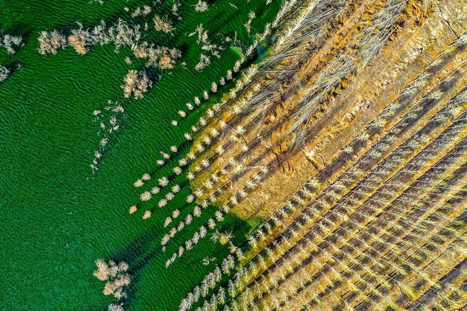 China lleva 48 años plantando árboles para frenar dos desiertos y durante décadas pareció una victoria. Ahora su Gran Muralla Verde revela el precio de convertir ecosistemas secos en bosques