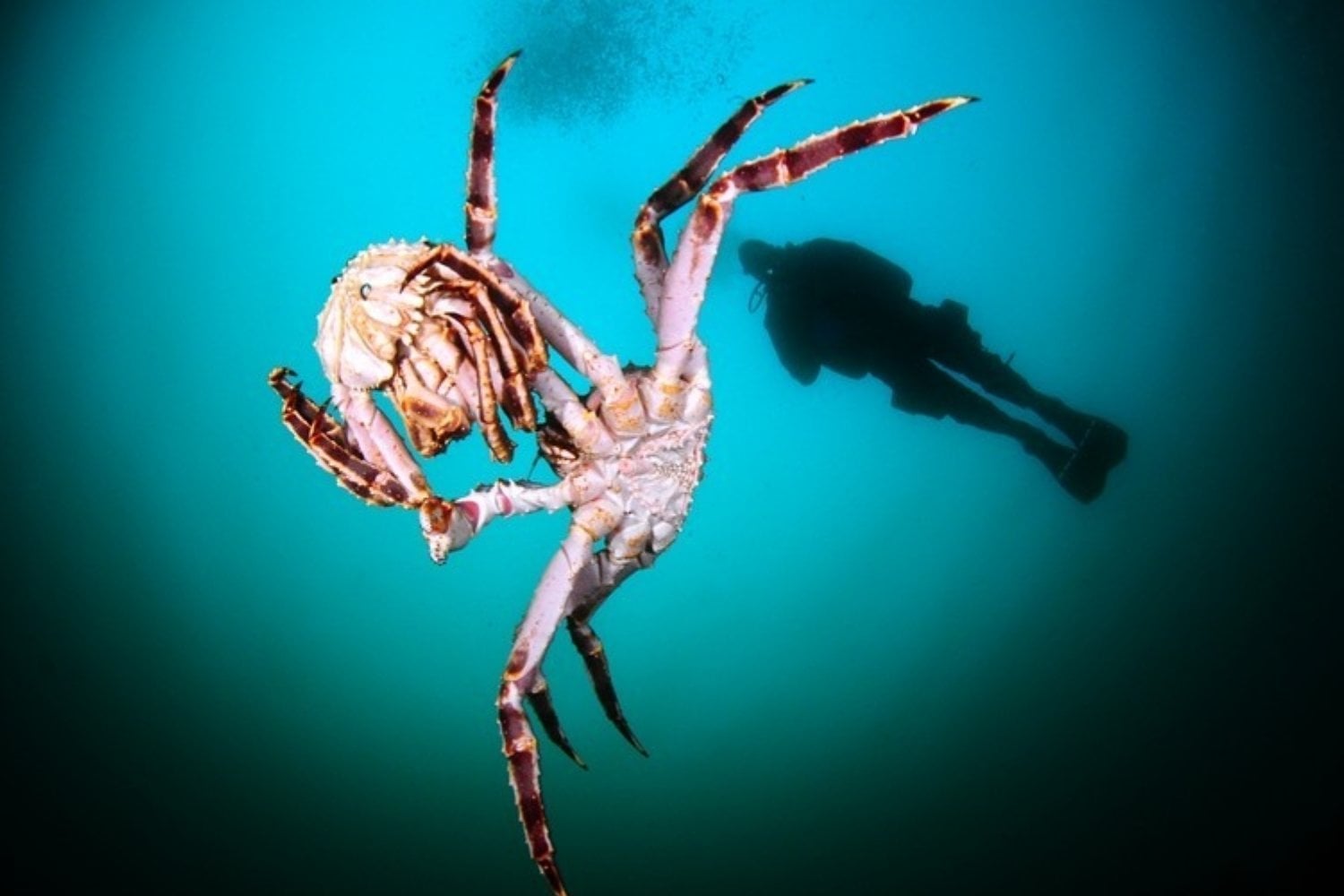 La URSS liberó 1,5 millones de larvas y más de 12.000 cangrejos gigantes en el mar de Barents. Sesenta años después, la especie ha transformado el fondo marino y sostiene una industria millonaria entre Rusia y Noruega
