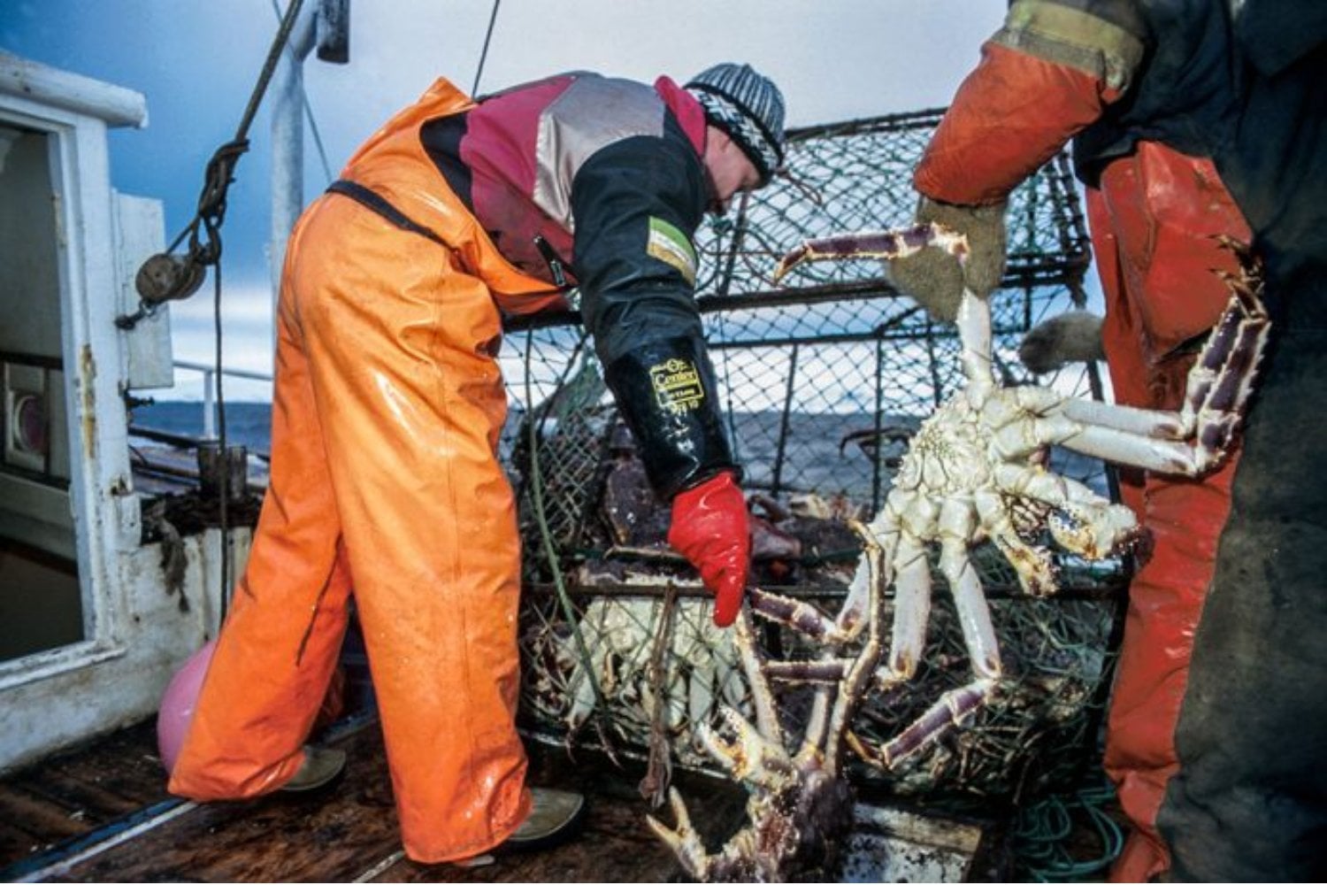 La URSS liberó 1,5 millones de larvas y más de 12.000 cangrejos gigantes en el mar de Barents. Sesenta años después, la especie ha transformado el fondo marino y sostiene una industria millonaria entre Rusia y Noruega