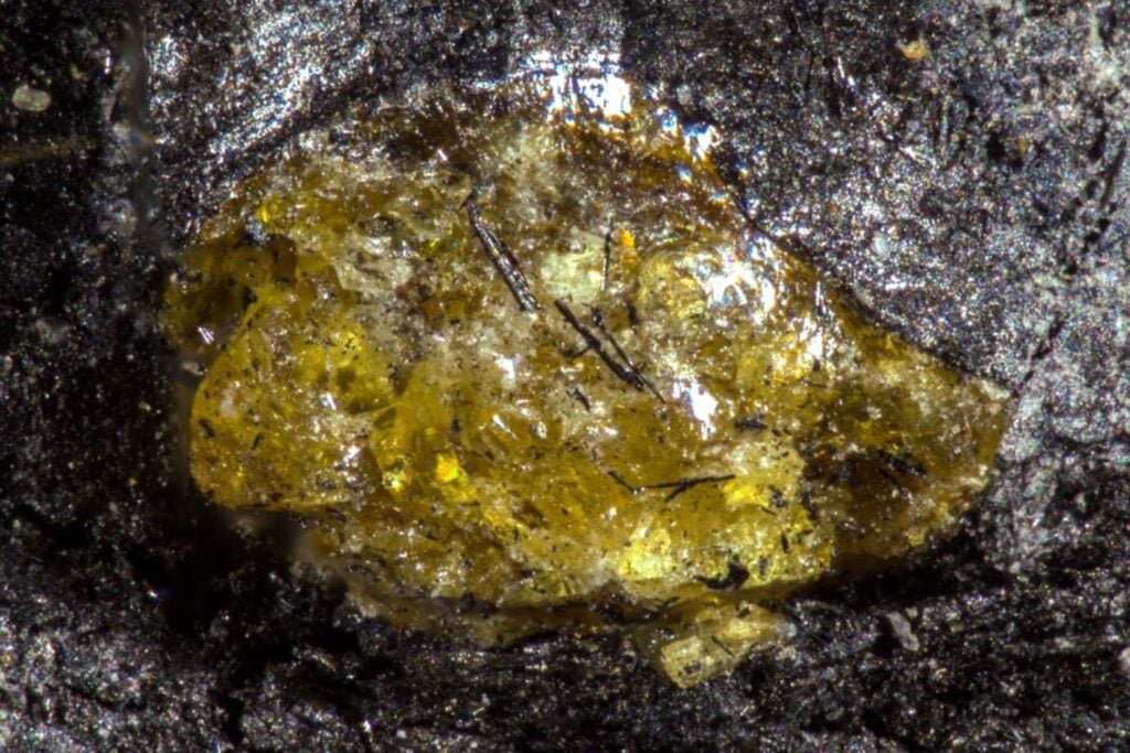 Antes de los dinosaurios y de los primeros grandes bosques, una planta ya sabía cerrar sus heridas. China ha conservado en carbón el ámbar más antiguo conocido