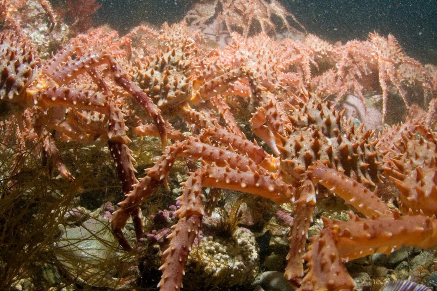 La URSS liberó 1,5 millones de larvas y más de 12.000 cangrejos gigantes en el mar de Barents. Sesenta años después, la especie ha transformado el fondo marino y sostiene una industria millonaria entre Rusia y Noruega