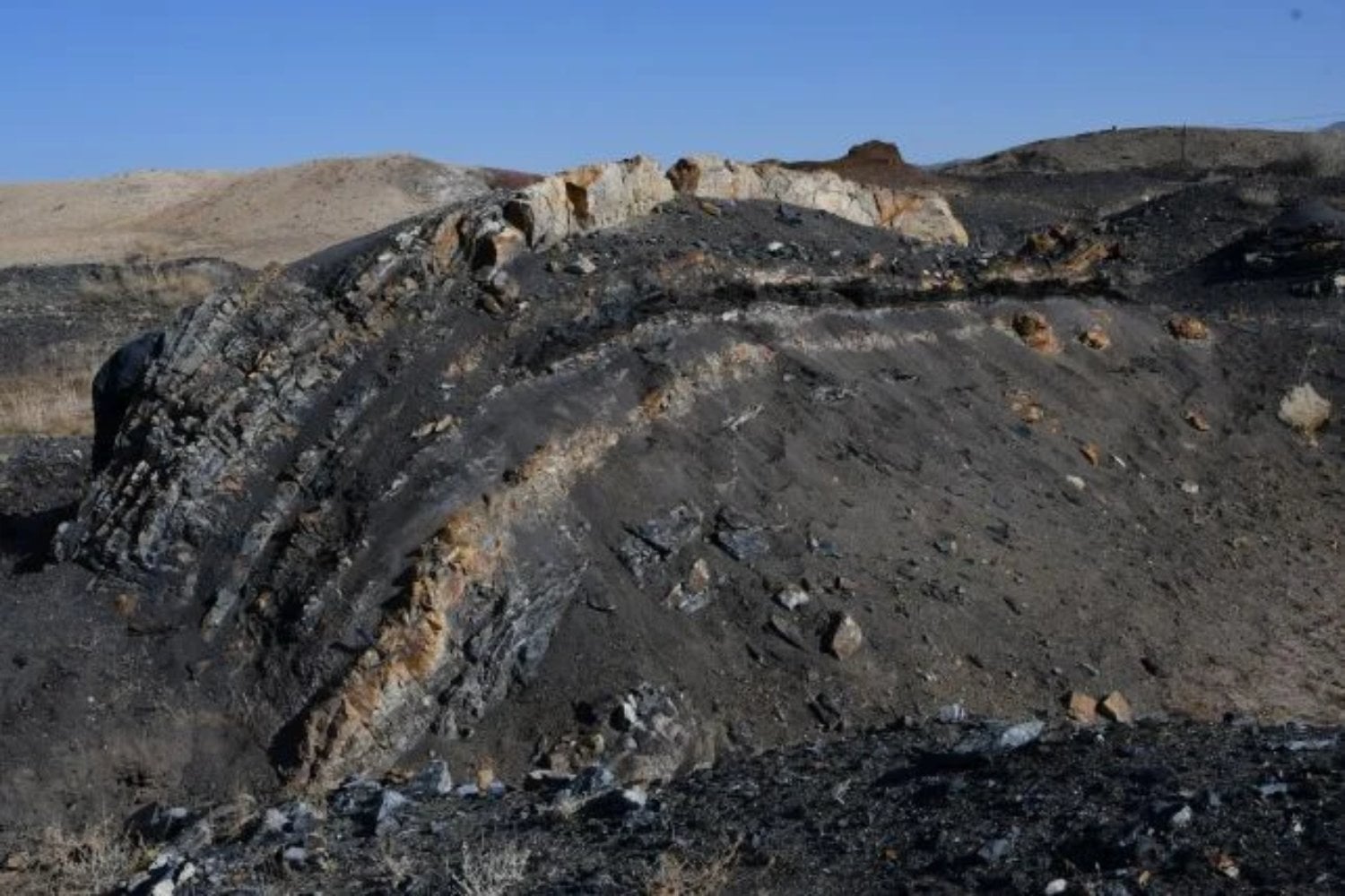 Antes de los dinosaurios y de los primeros grandes bosques, una planta ya sabía cerrar sus heridas. China ha conservado en carbón el ámbar más antiguo conocido