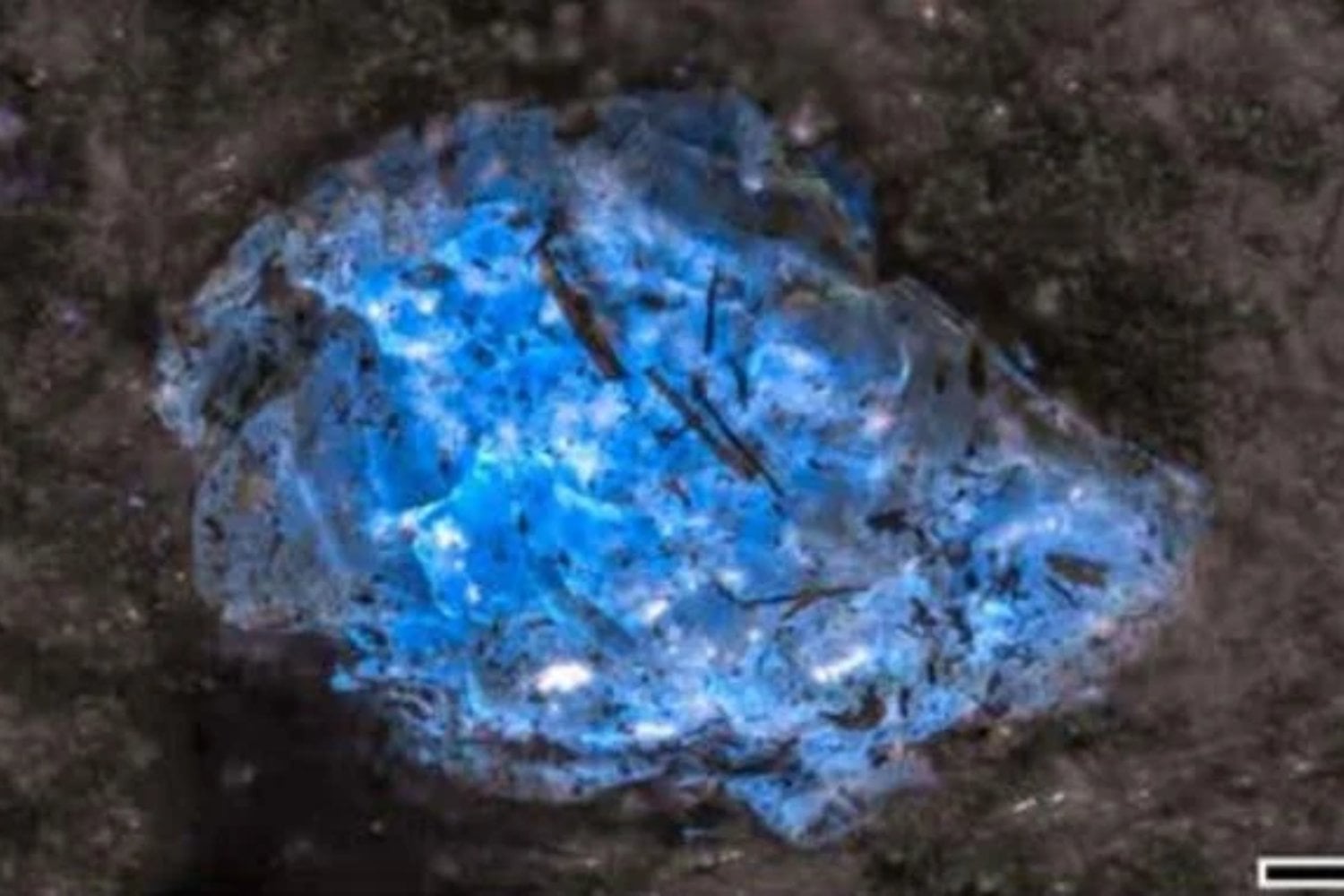 Antes de los dinosaurios y de los primeros grandes bosques, una planta ya sabía cerrar sus heridas. China ha conservado en carbón el ámbar más antiguo conocido