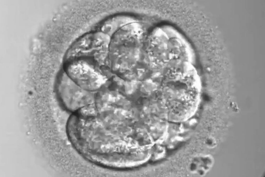 Científicos ya pueden cambiar una sola letra del ADN de un embrión humano sin destrozar sus cromosomas. El avance acerca la posibilidad de corregir enfermedades hereditarias, pero también reabre la puerta a los bebés de diseño