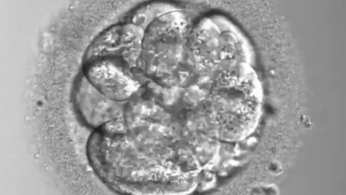 Científicos ya pueden cambiar una sola letra del ADN de un embrión humano sin destrozar sus cromosomas. El avance acerca la posibilidad de corregir enfermedades hereditarias, pero también reabre la puerta a los bebés de diseño