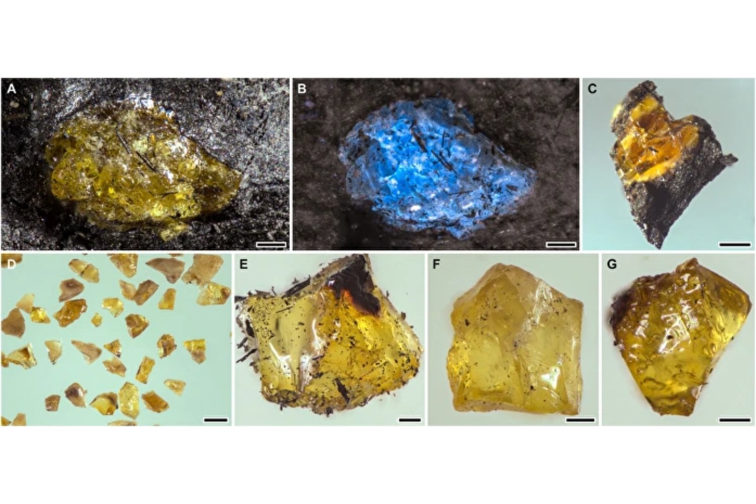 Antes de los dinosaurios y de los primeros grandes bosques, una planta ya sabía cerrar sus heridas. China ha conservado en carbón el ámbar más antiguo conocido