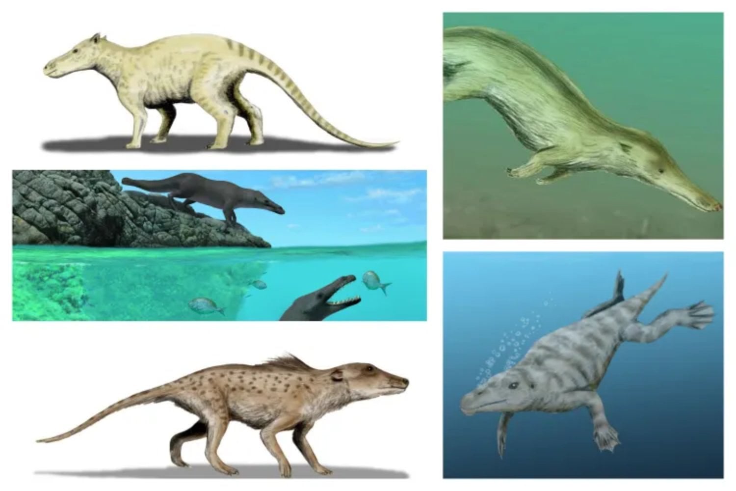Antes de dominar los océanos, las ballenas caminaron sobre cuatro patas. El viaje evolutivo de un mamífero terrestre al gigante marino fue mucho más rápido de lo que parece
