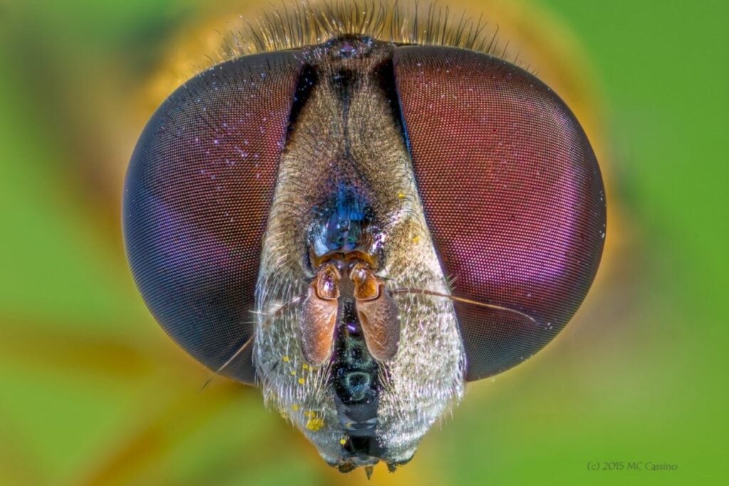 Dos moscas separadas por 90 millones de años todavía construyen sus ojos compuestos con el mismo núcleo de 106 genes. La evolución cambió gran parte del circuito que los regula sin alterar el resultado final