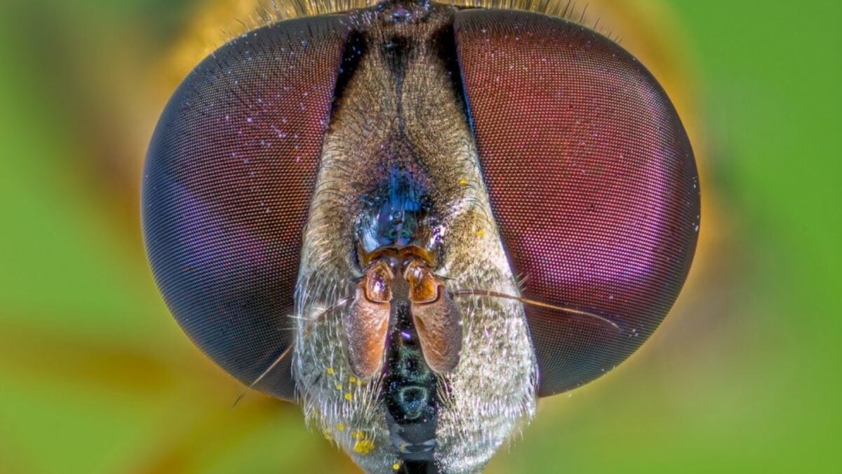 Dos moscas separadas por 90 millones de años todavía construyen sus ojos compuestos con el mismo núcleo de 106 genes. La evolución cambió gran parte del circuito que los regula sin alterar el resultado final