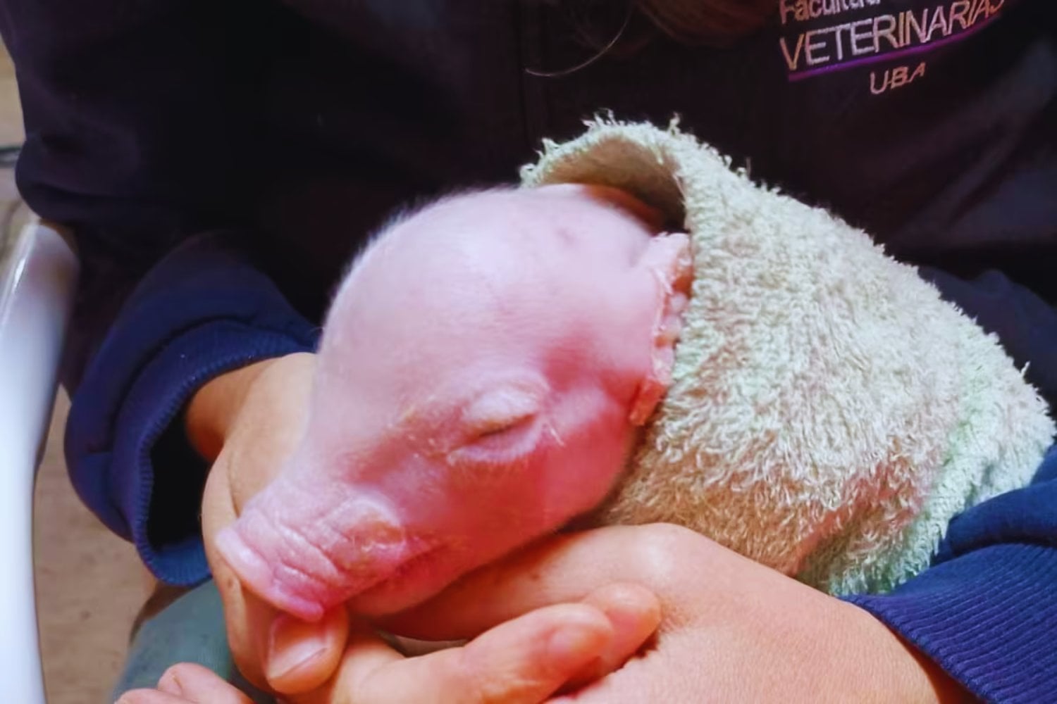 La próxima frontera de los trasplantes podría haber nacido en forma de lechón. Científicos crearon un cerdo con tres genes desactivados para hacerlo más compatible con humanos