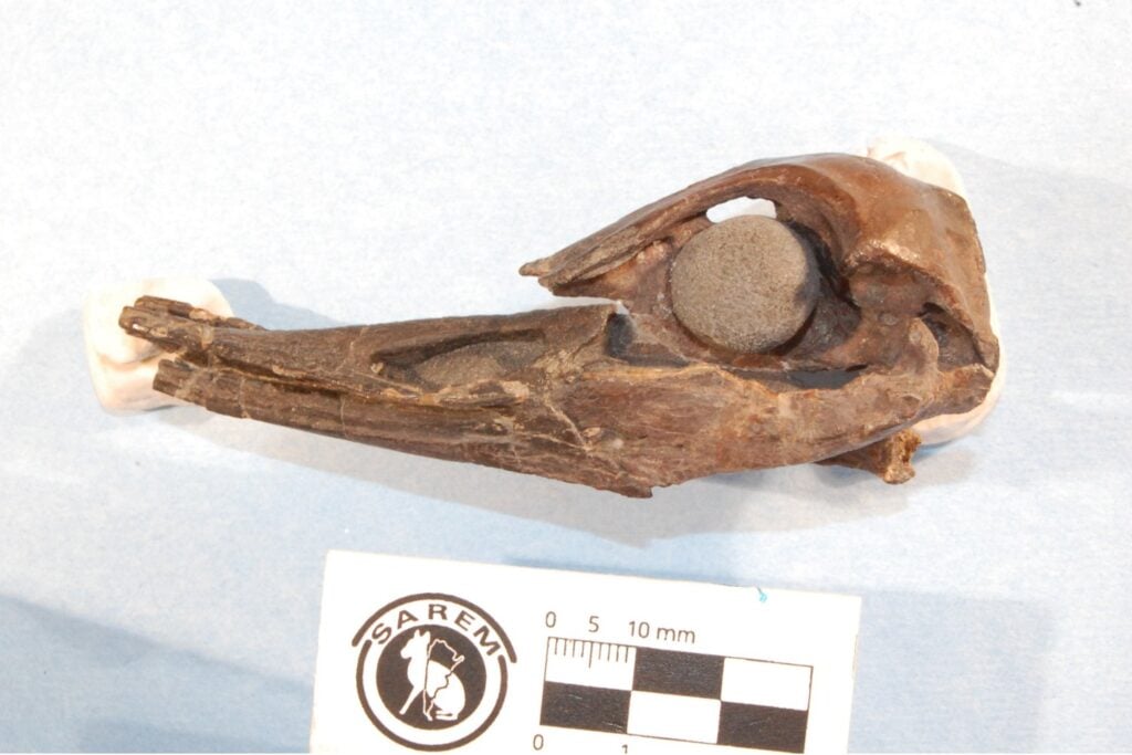 Científicos latinoaméricanos reconstruyeron el cerebro de una de las primeras aves acuáticas. Tenía patas largas, un olfato extraordinario y una desconcertante ausencia en su anatomía