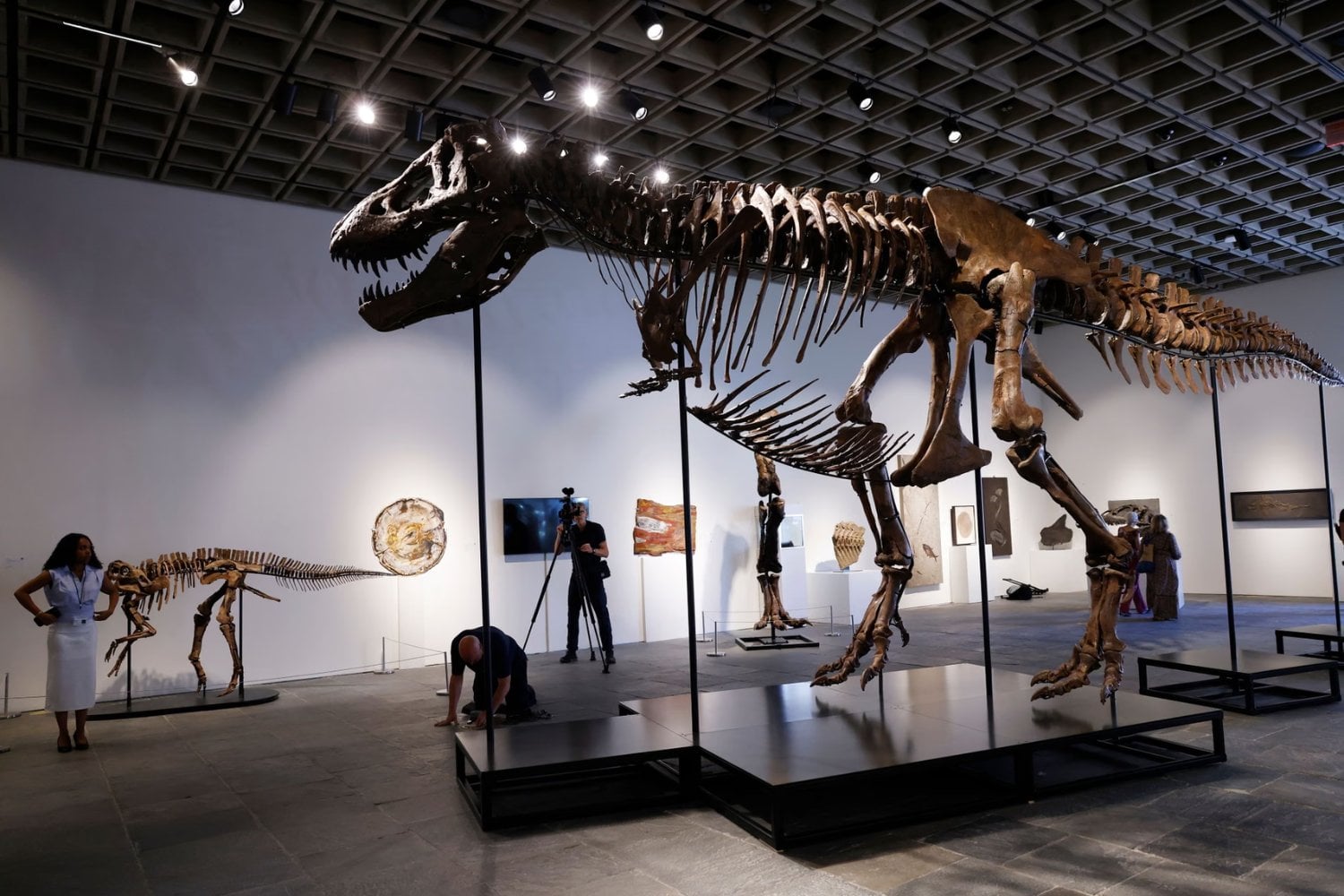 Un T. rex de 67 millones de años acaba de convertirse en el fósil más caro jamás subastado. Los 50,1 millones pagados por Gus también podrían apartarlo para siempre de la investigación científica