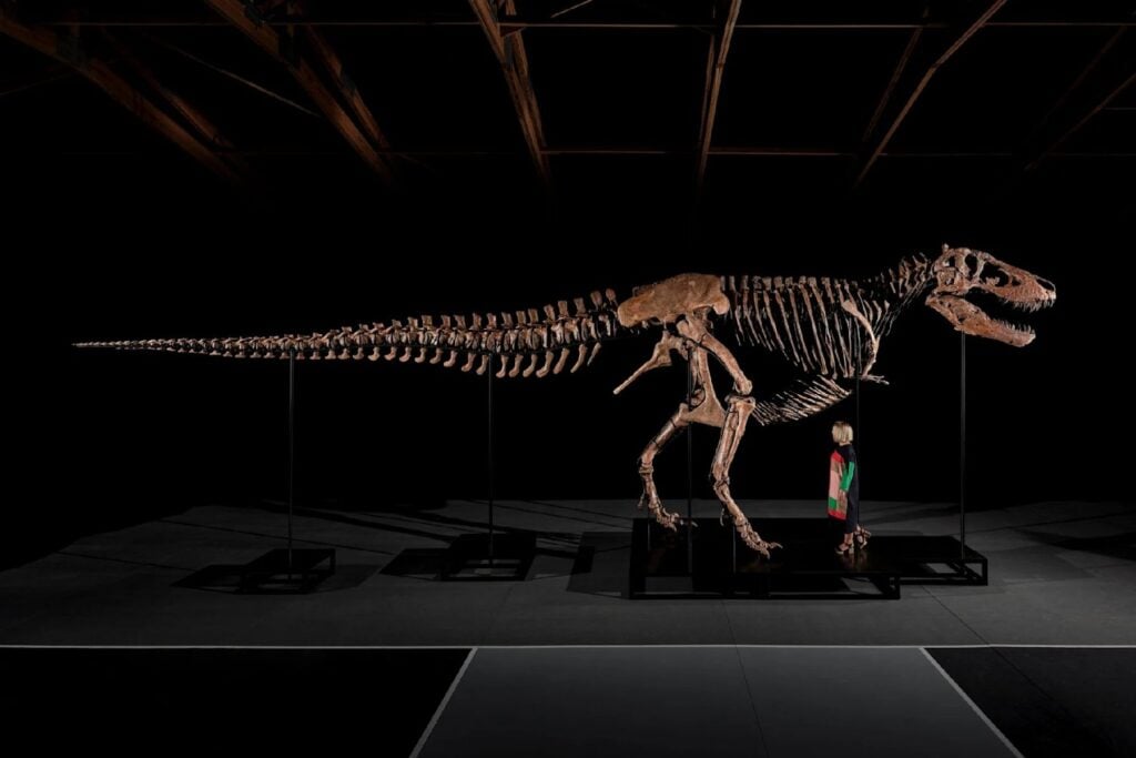 Un T. rex de 67 millones de años acaba de convertirse en el fósil más caro jamás subastado. Los 50,1 millones pagados por Gus también podrían apartarlo para siempre de la investigación científica