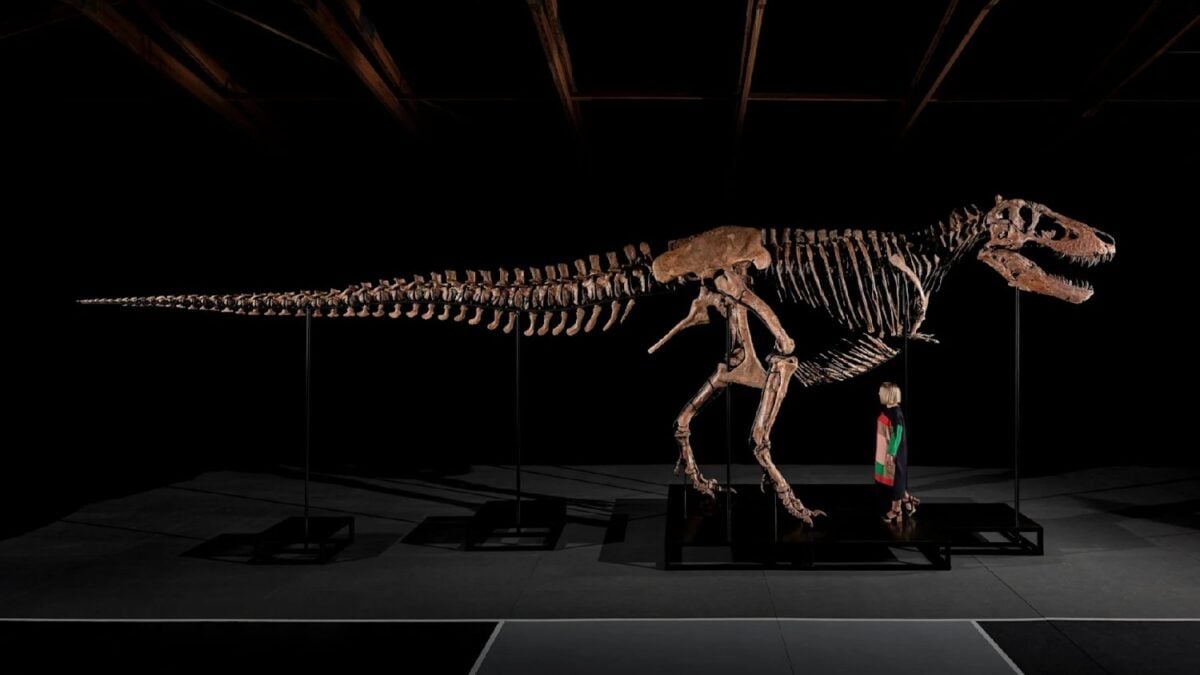 Un T. rex de 67 millones de años acaba de convertirse en el fósil más caro jamás subastado. Los 50,1 millones pagados por Gus también podrían apartarlo para siempre de la investigación científica