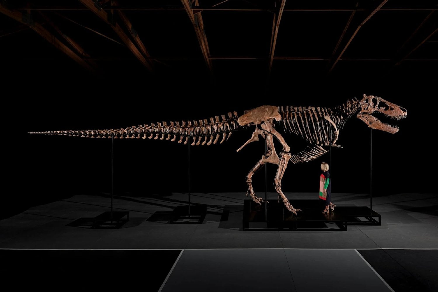 Un T. rex de 67 millones de años acaba de convertirse en el fósil más caro jamás subastado. Los 50,1 millones pagados por Gus también podrían apartarlo para siempre de la investigación científica