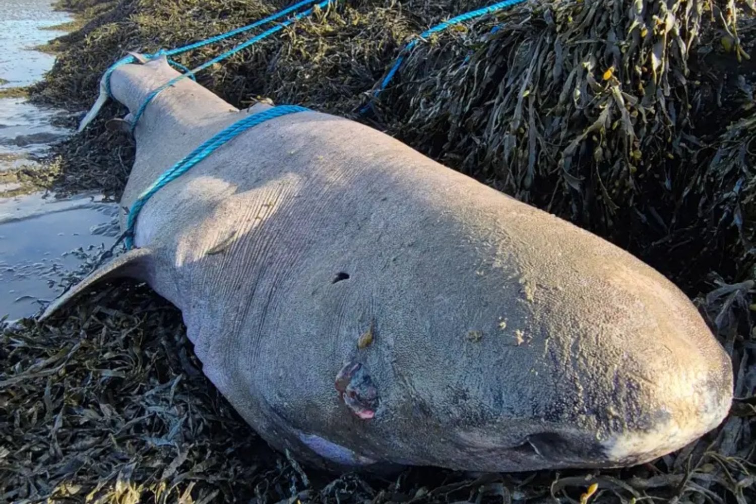 Un tiburón de Groenlandia apareció muerto en Irlanda y abrió una ventana a una vida que puede durar cuatro siglos. Sus órganos revelan que el secreto no es dejar de envejecer, sino resistir el daño