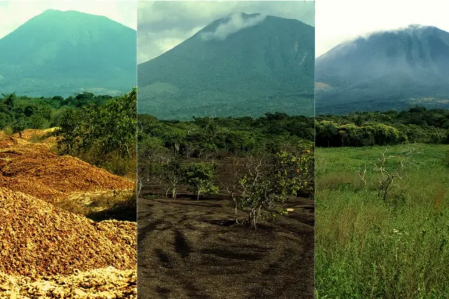En Costa Rica enterraron un pastizal muerto bajo 12.000 toneladas de cáscaras de naranja y después olvidaron el experimento. Cuando los científicos regresaron 16 años más tarde, ya había un bosque encima