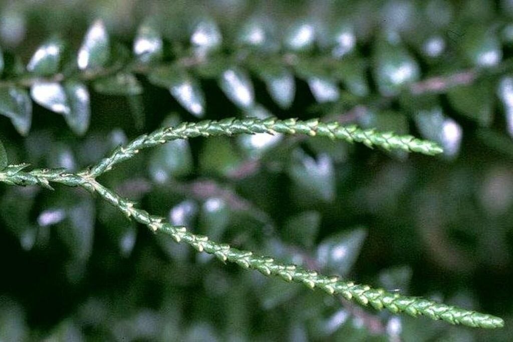 Las plantas guardaban un cementerio viral dentro de su ADN. Más de 47.000 “fósiles” revelan una historia evolutiva de 300 millones de años