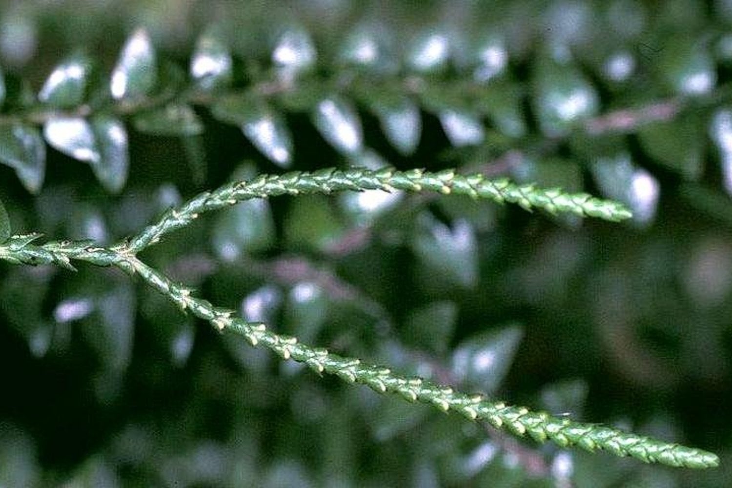 Las plantas guardaban un cementerio viral dentro de su ADN. Más de 47.000 “fósiles” revelan una historia evolutiva de 300 millones de años