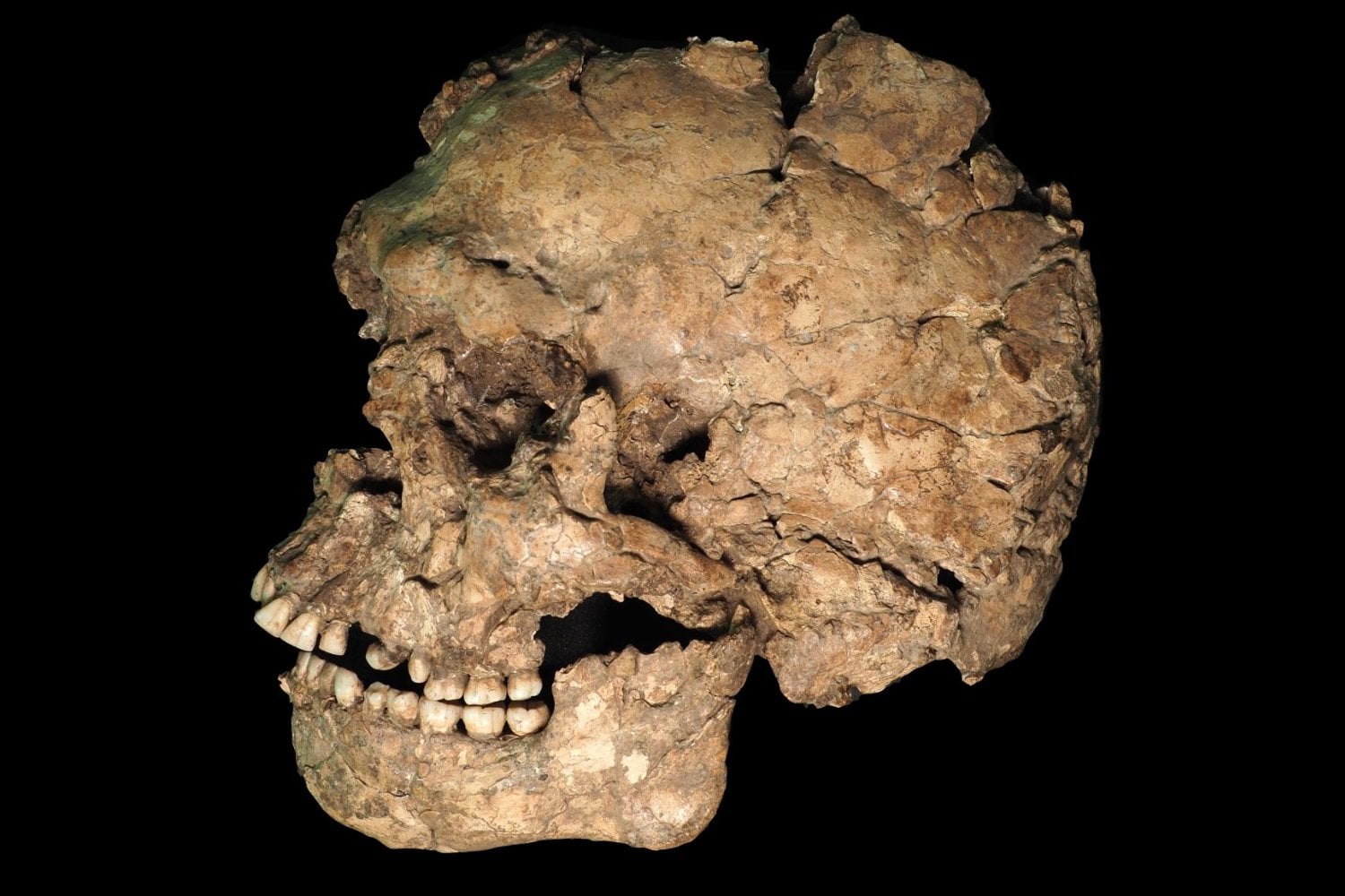 Un cráneo hallado en una de las cuevas funerarias más antiguas acaba de revelar una escena brutal. Hace hasta 145.000 años, un humano sobrevivió a una herida causada por un objeto afilado