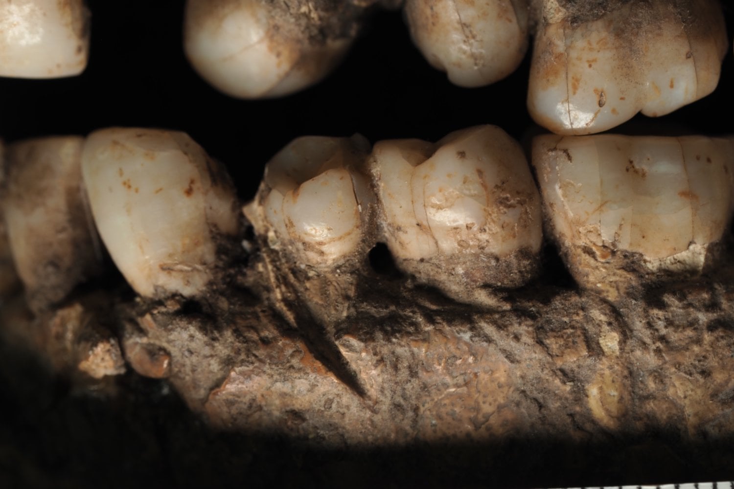 Un cráneo hallado en una de las cuevas funerarias más antiguas acaba de revelar una escena brutal. Hace hasta 145.000 años, un humano sobrevivió a una herida causada por un objeto afilado