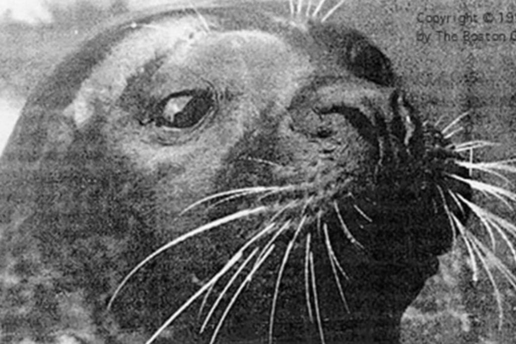 Hoover, la foca que aprendió frases en inglés sin que nadie la entrenara