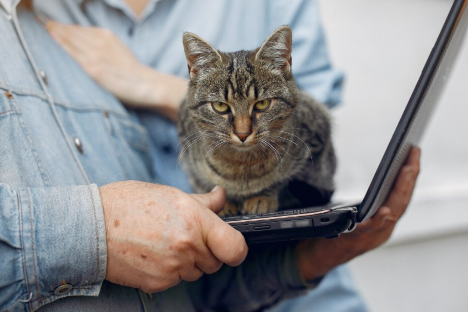 Tu gato ha aprendido que acostarse sobre el teclado consigue una respuesta inmediata