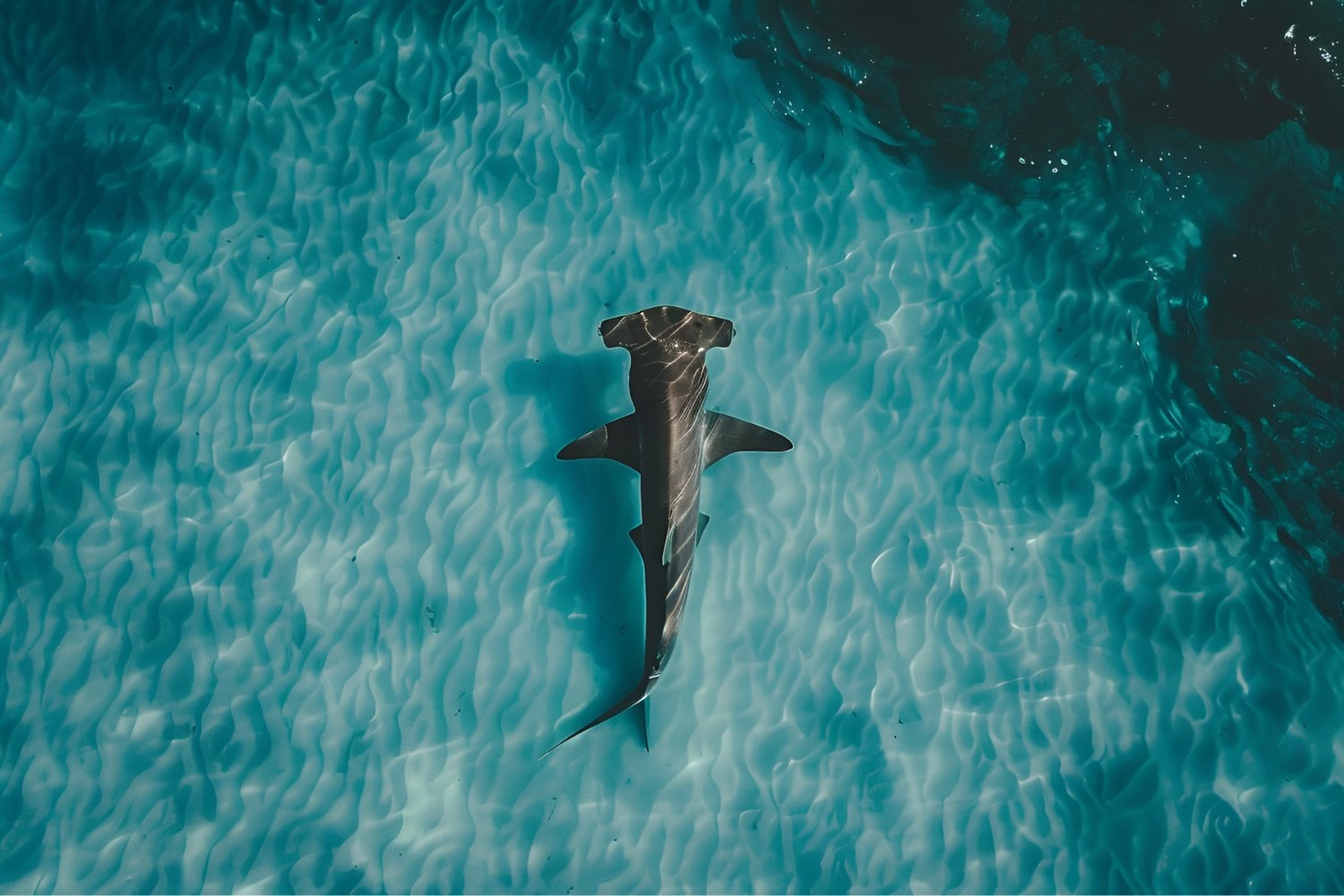 El tiburón martillo se acerca a la extinción: la pesca está eliminando a uno de los grandes depredadores del océano