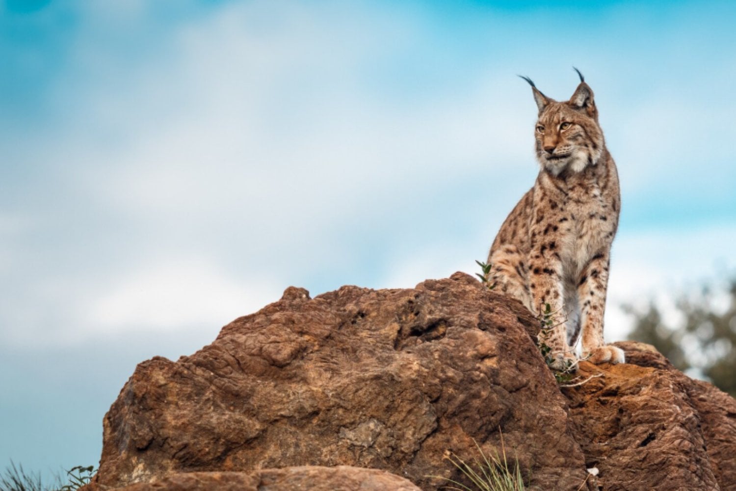 El felino que casi desapareció de España ahora explora territorios cada vez más al norte