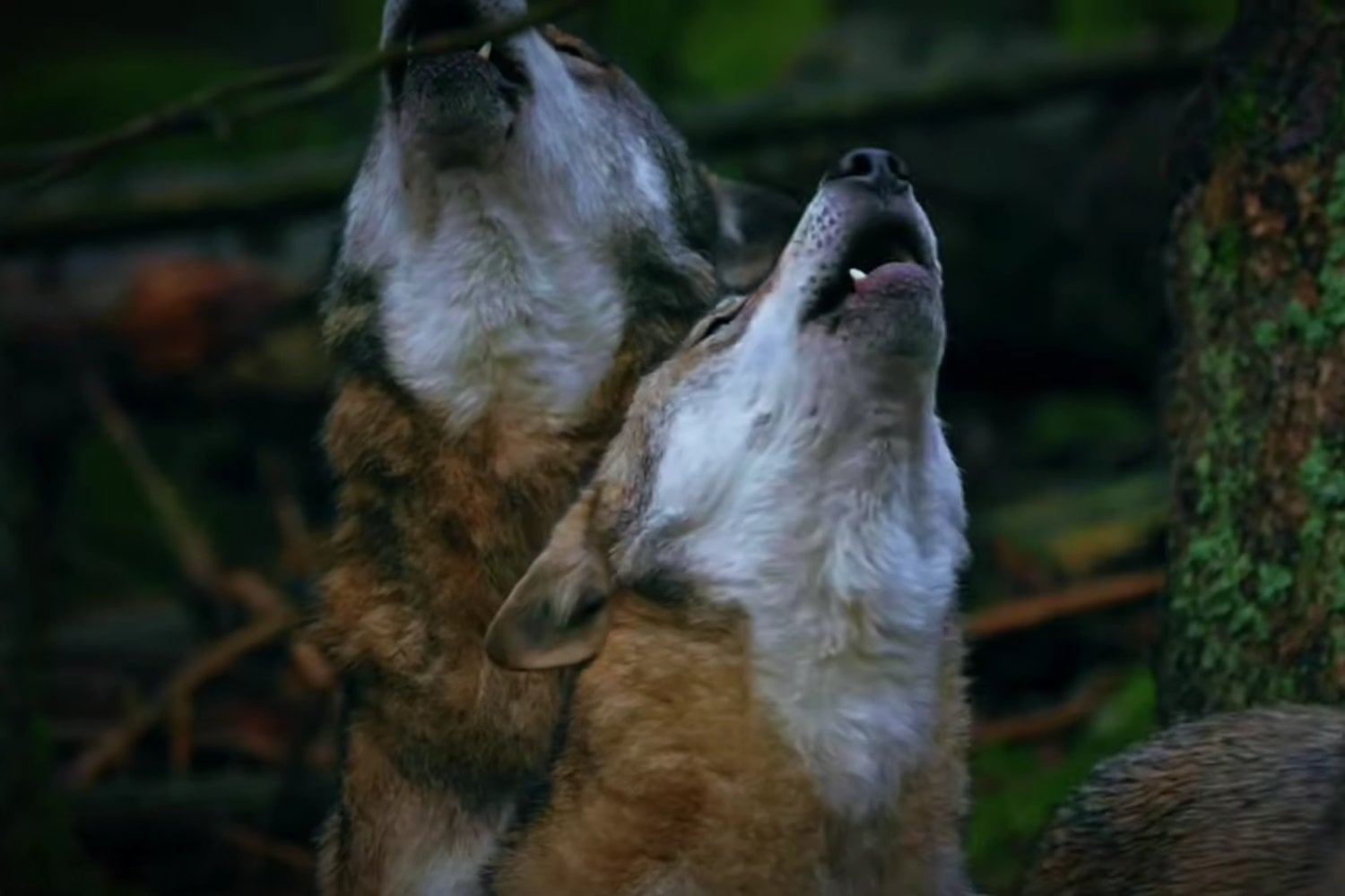 Las cámaras de Chernóbil nunca dejaron de grabar: así reaccionaron los animales cuando llegaron los soldados rusos
