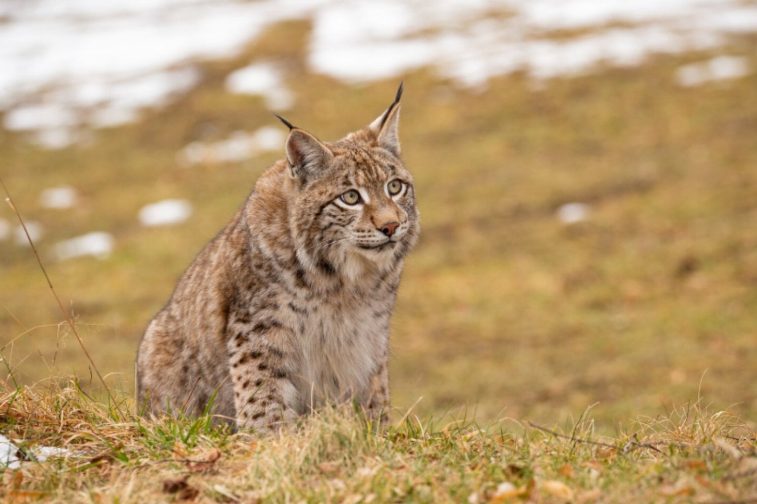 El felino que casi desapareció de España ahora explora territorios cada vez más al norte