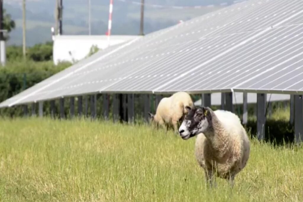 Volkswagen llevó 100 ovejas bajo 31.000 paneles solares y convirtió una fábrica en un laboratorio de agrivoltaica