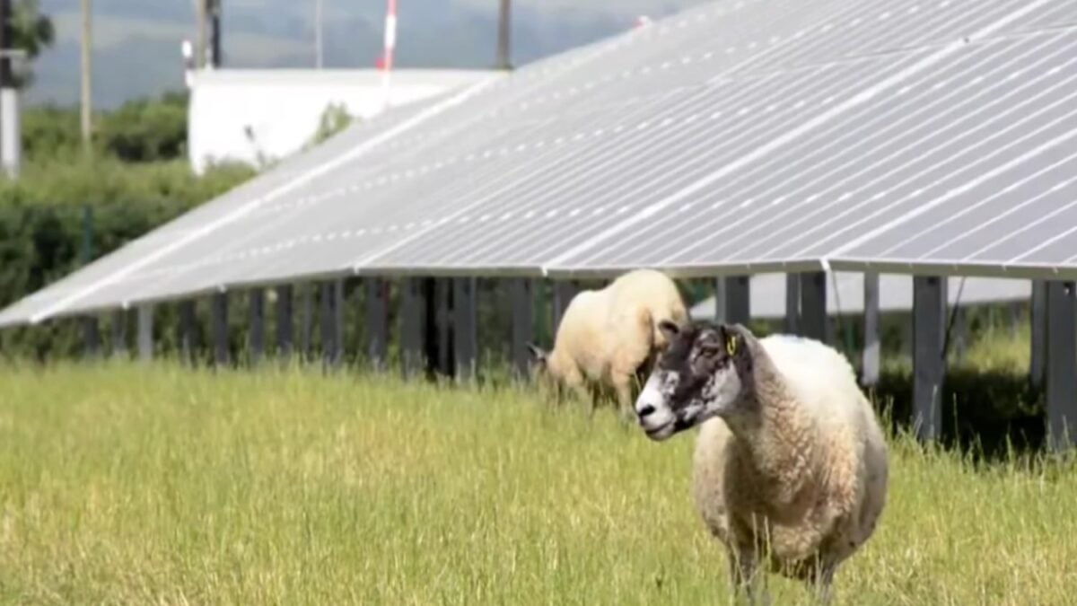 Volkswagen llevó 100 ovejas bajo 31.000 paneles solares y convirtió una fábrica en un laboratorio de agrivoltaica