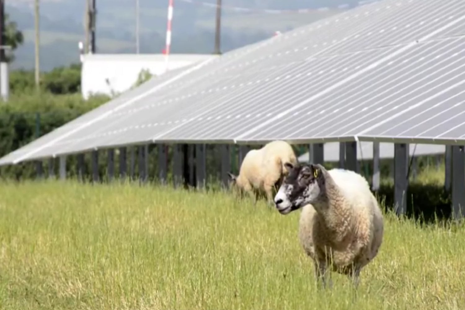 Volkswagen llevó 100 ovejas bajo 31.000 paneles solares y convirtió una fábrica en un laboratorio de agrivoltaica