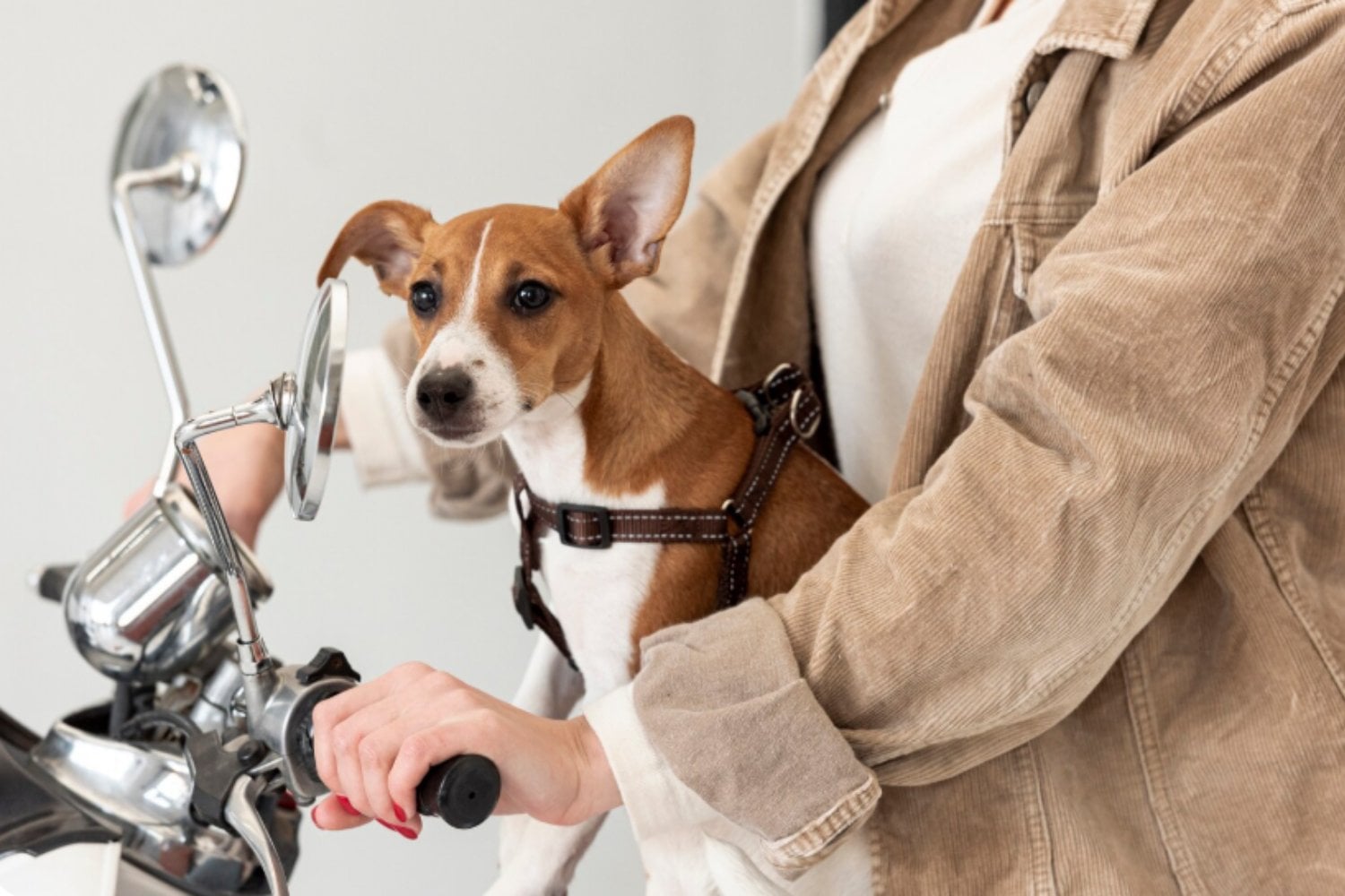 Japón tiene cada vez menos bebés y las empresas encontraron otro gran mercado: productos para mascotas