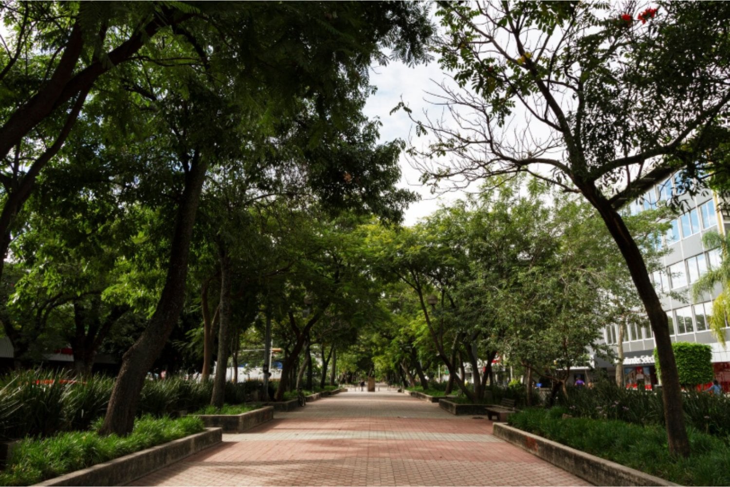 Las ciudades tienen un problema cada vez más evidente: nos faltan árboles para sobrevivir al calor extremo