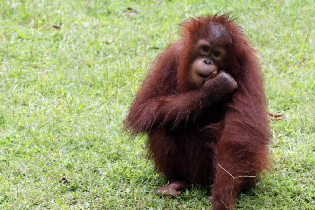 El orangután más amenazado del planeta acaba de sufrir un golpe devastador: cuatro días de lluvia extrema
