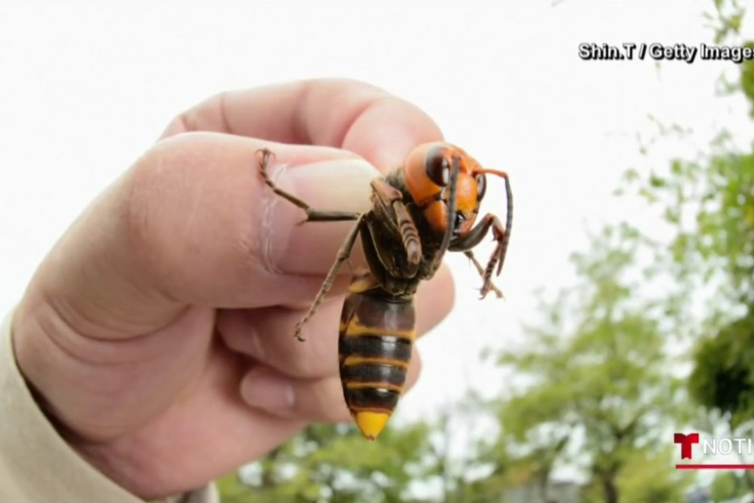 La invasión que preocupa a Estados Unidos no llega por tierra: un avispón asiático está poniendo en jaque a las abejas
