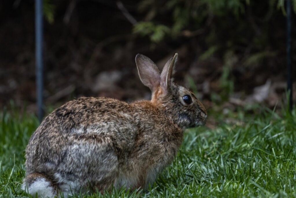 El conejo ibérico ya no sería una subespecie: la ciencia pide reconocerlo como una especie propia