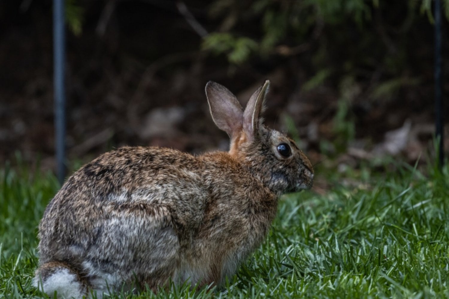 El conejo ibérico ya no sería una subespecie: la ciencia pide reconocerlo como una especie propia